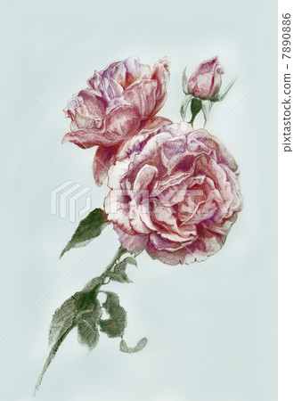 Roses of pencil drawing 7890886