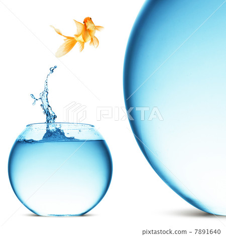 goldfish jumping out of the water 7891640