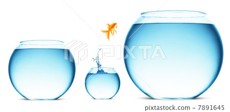 goldfish jumping out of the water 7891645
