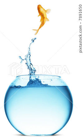 goldfish jumping out of the water 7891650