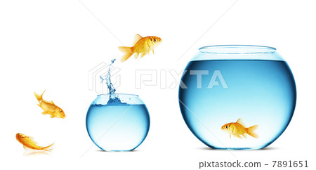 goldfish jumping out of the water goldfish jumping out of the water 7891651