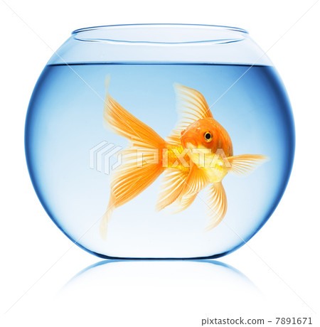 Close up view of fish bowl isolated 7891671