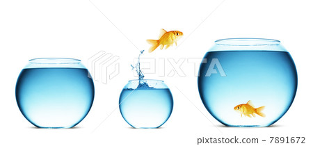 goldfish jumping out of the water 7891672