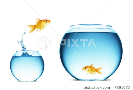 goldfish jumping out of the water 7891673