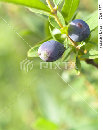 Fruits of Hasks Cup 7891875