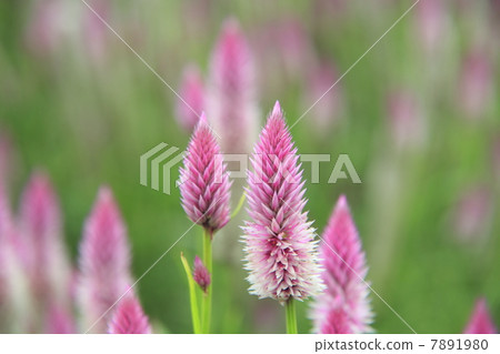 Nogeitou flower 7891980