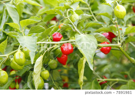 Paprika vegetables 7891981