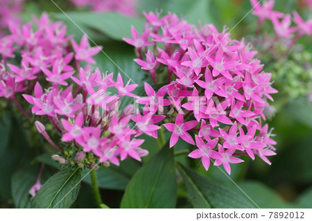 Pentas花 7892012