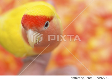 Kozaku Rinko 7892262