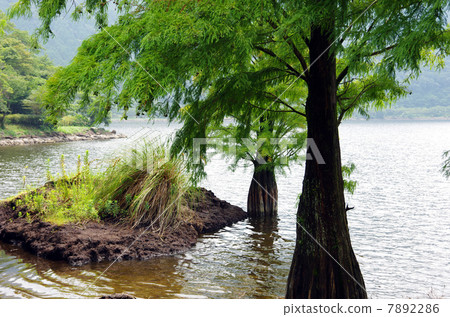 Peat-forming plant group of Iimui pond 7892286