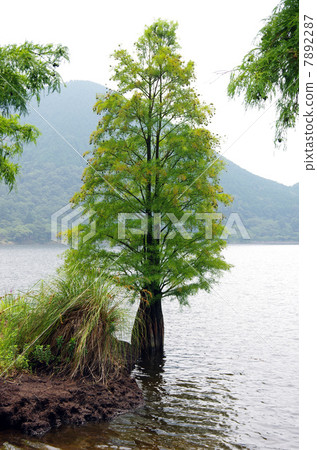 Peat-forming plant group of Iimui pond 7892287
