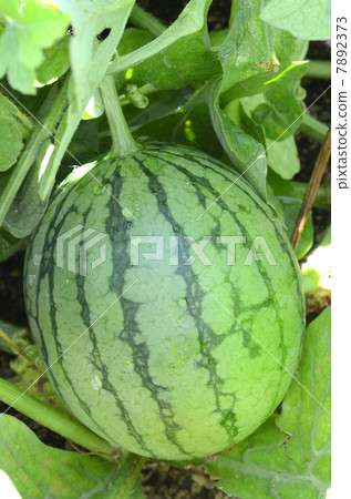 Odama pacific saury 7892373