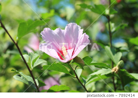 Mukugawa no Hana 7892414