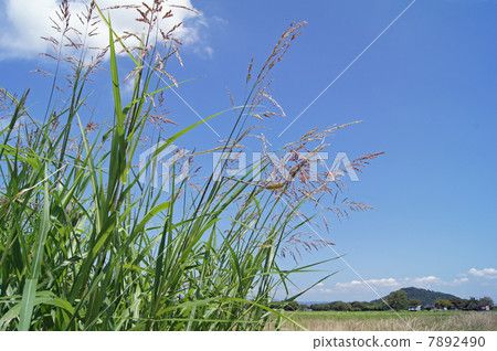 Sayban Sorghum 7892490