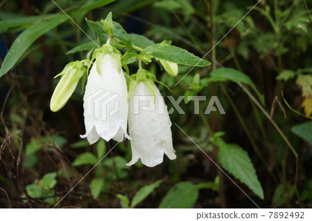 Firefly brush Firefly brush 7892492