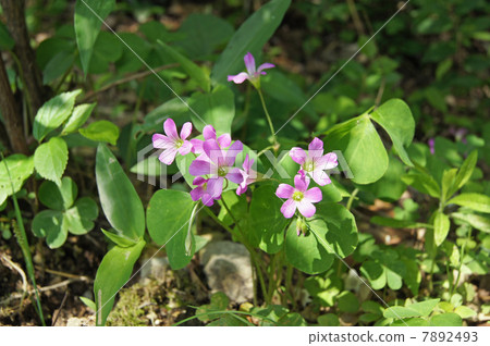 Murasaki Kabaki 7892493