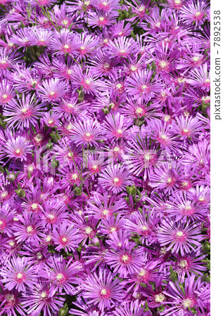 花背景材料(松針菊花) 花背景材料(松針菊花) 7892538