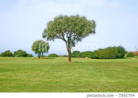 Tree in field 7892794