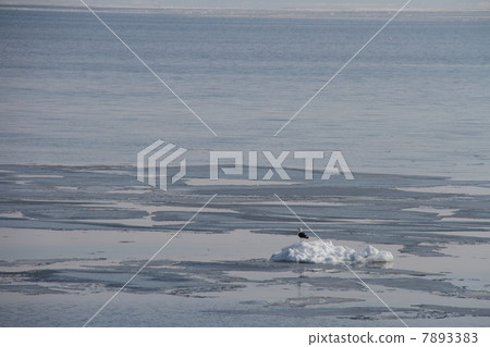 漂流冰50 漂流冰50 7893383