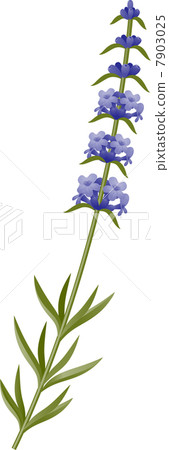 Lavender 7903025