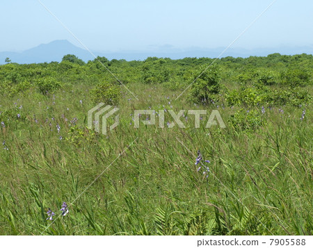 釧路沼澤 釧路沼澤 7905588