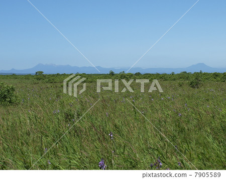 釧路沼澤 釧路沼澤 7905589