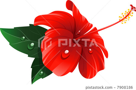 Red hibiscus flower Red hibiscus flower 7908186