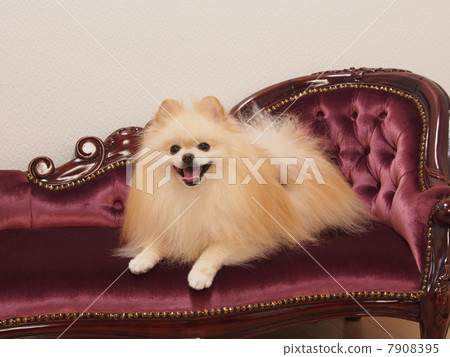 Pomeranian laughing on the sofa Pomeranian laughing on the sofa 7908395