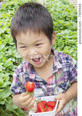 兒童享受草莓狩獵 兒童享受草莓狩獵 7909488
