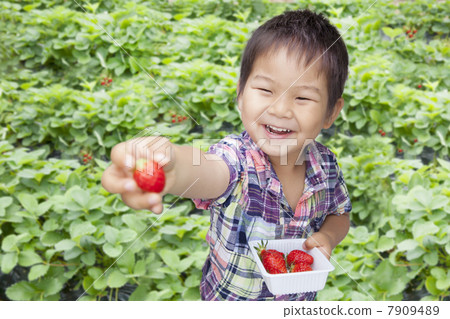 Children enjoying strawberry hunting Children enjoying strawberry hunting 7909489