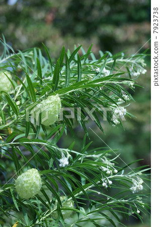 My name is Balloons Kotatsu Fusen Towata. 7923738