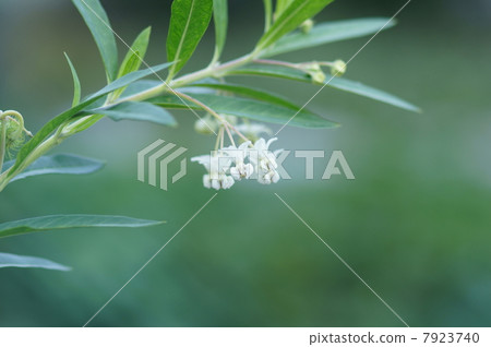 我的名字是Balloons Kotatsu Fusen Towata。 7923740