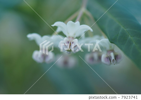 我的名字是Balloons Kotatsu Fusen Towata。 7923741