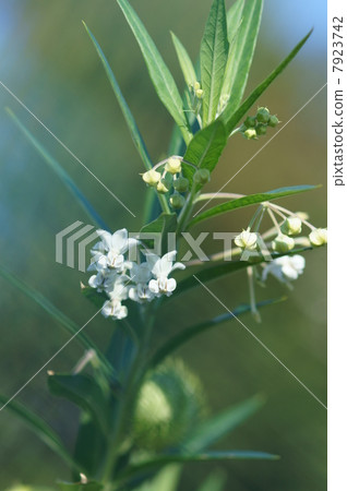 我的名字是Balloons Kotatsu Fusen Towata。 7923742