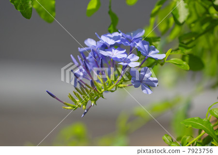 A purple summer flower · Ruri Matsuri 7923756