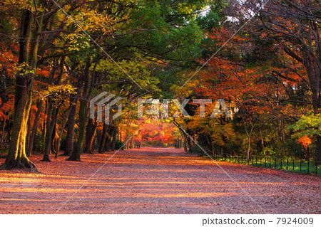 Autumn leaves of Tadasu no Mori 7924009