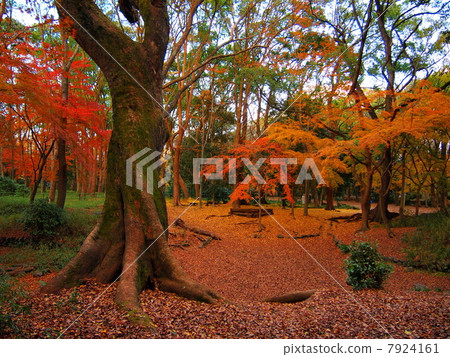 Autumn leaves of Tadasu no Mori 7924161
