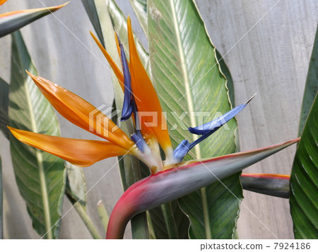 Bird of paradise 7924186