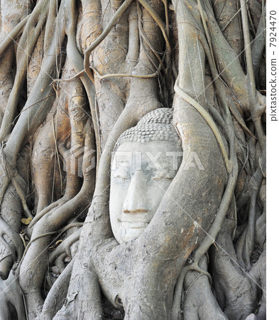 Head of Buddha Head of Buddha 7924470