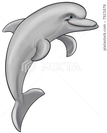 Gray dolphin Gray dolphin 7925876