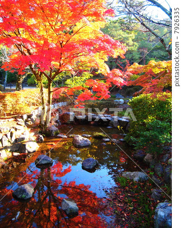 Maruyama公園在秋天 7926335