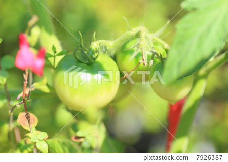 蕃茄 7926387