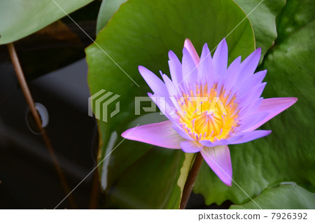 睡蓮鮮花 7926392