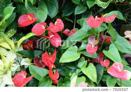 心形花 心形花 7926507