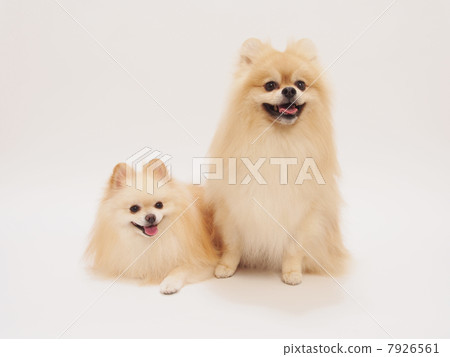 兩個博美犬坐和笑 兩個博美犬坐和笑 7926561