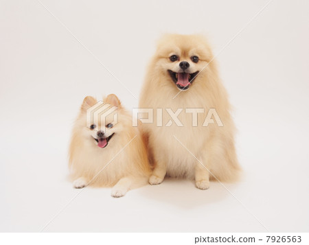 兩個博美犬坐和笑 7926563