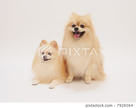 兩個博美犬坐和笑 兩個博美犬坐和笑 7926564