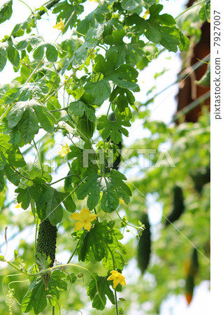 屋簷綠色窗簾綠色窗簾 7927007