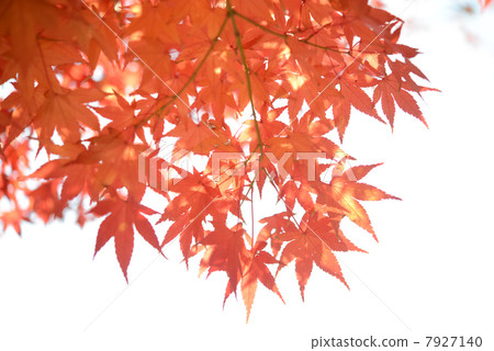 Autumn leaves Autumn leaves 7927140