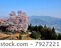 Sakurado's gourd cherry tree 7927221